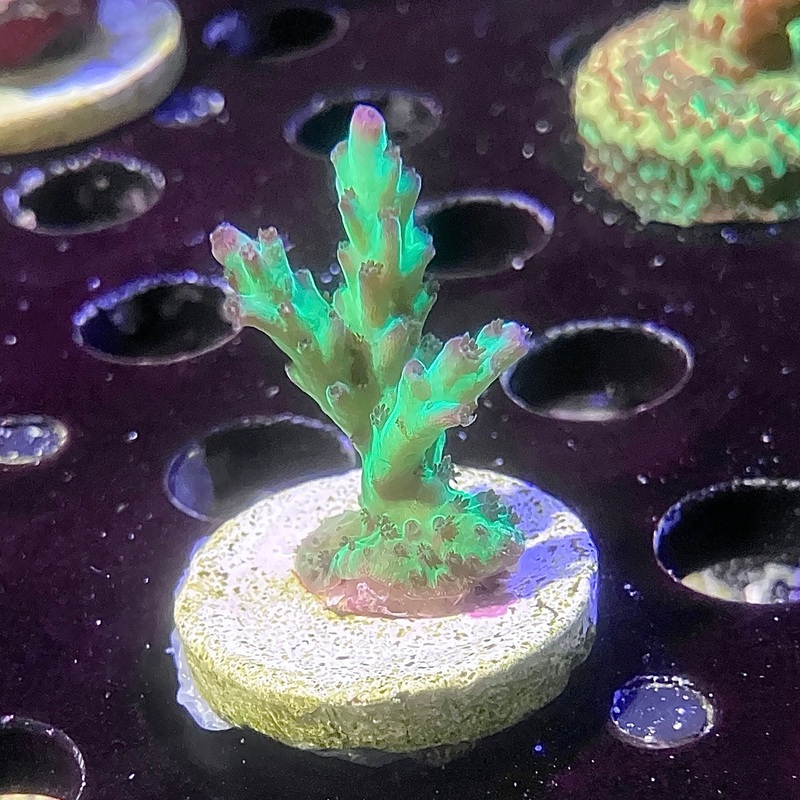 Rainbow in Spain Acropora