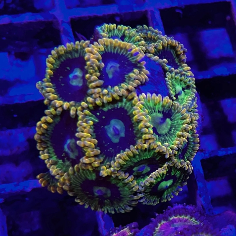 Rainbow Yoda Zoa