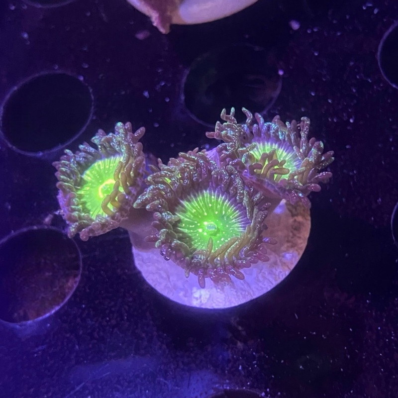 TSA Frozen Apple Zoanthid