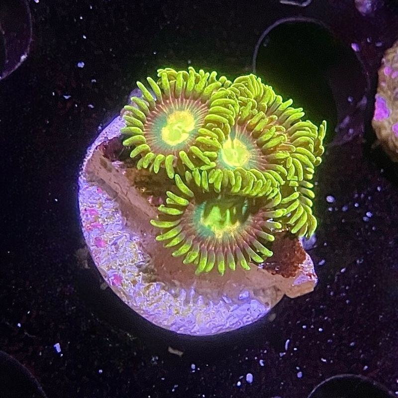 TSA Hydra Lady Zoanthid