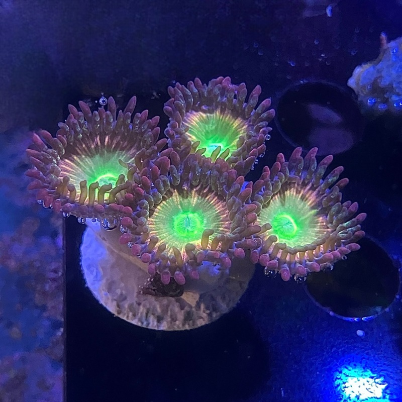 TSA Rainbow Spectrum Zoanthid