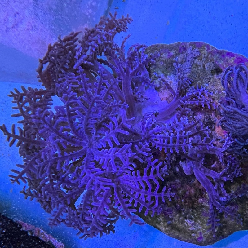 Waving Hand Anthellia - Value Size
