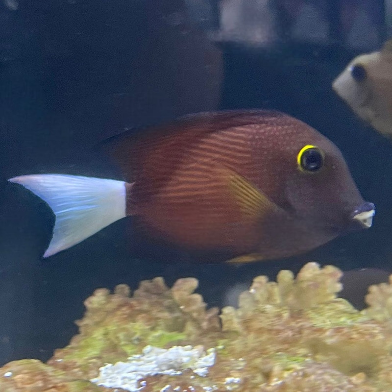 White Tail Bristletooth Tang - In-Store Pickup Only