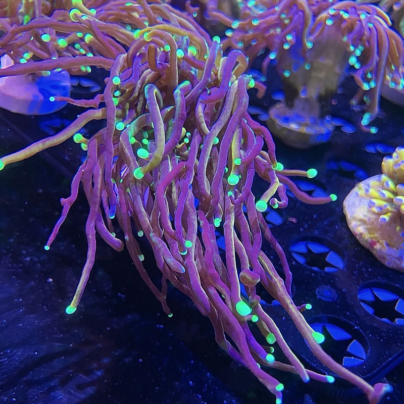 WYSIWYG - 24K Torch Double - Indo