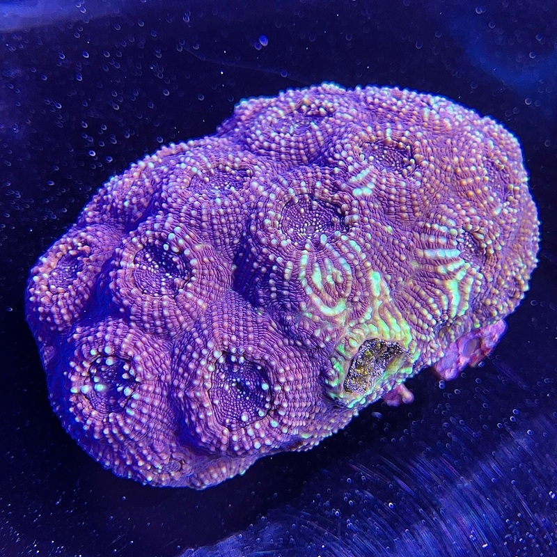 WYSIWYG - Acan Echinata