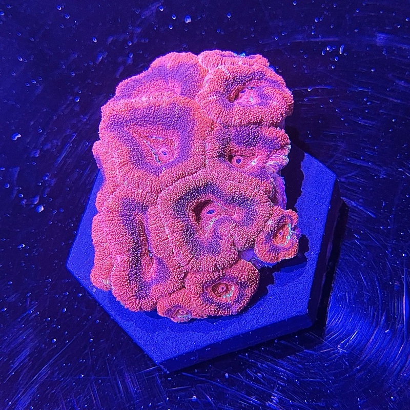 WYSIWYG - Asian "Acan" #1