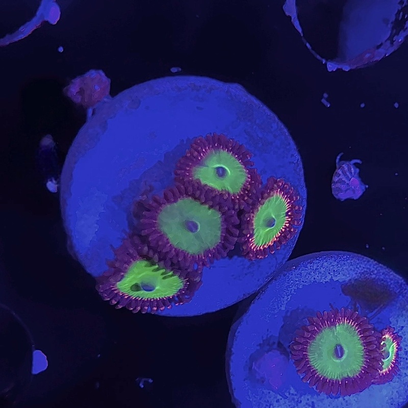 WYSIWYG - Candy Apple Zoa #2