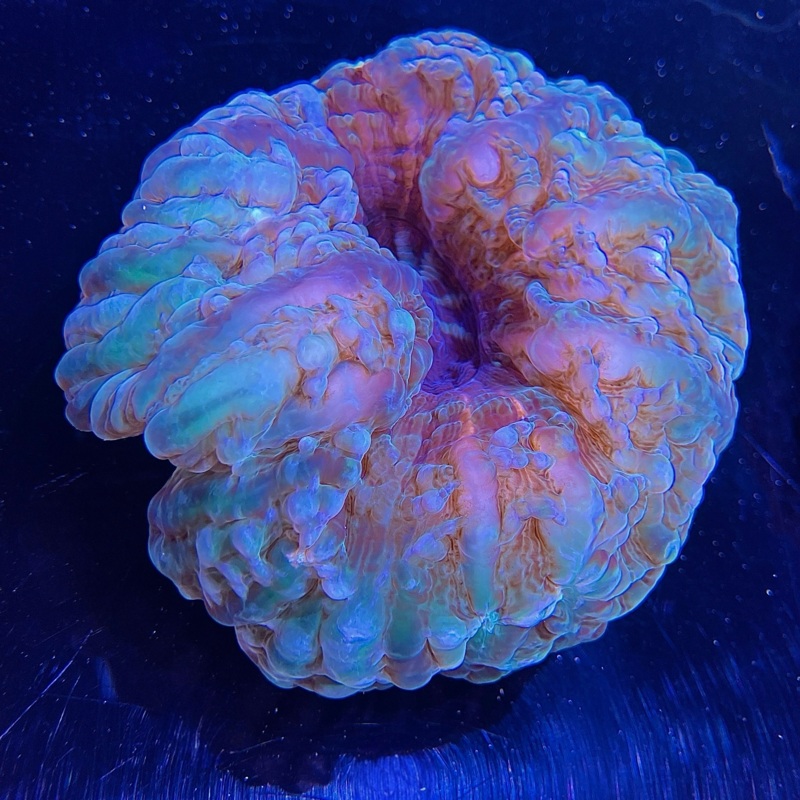 WYSIWYG - Green Cynarina
