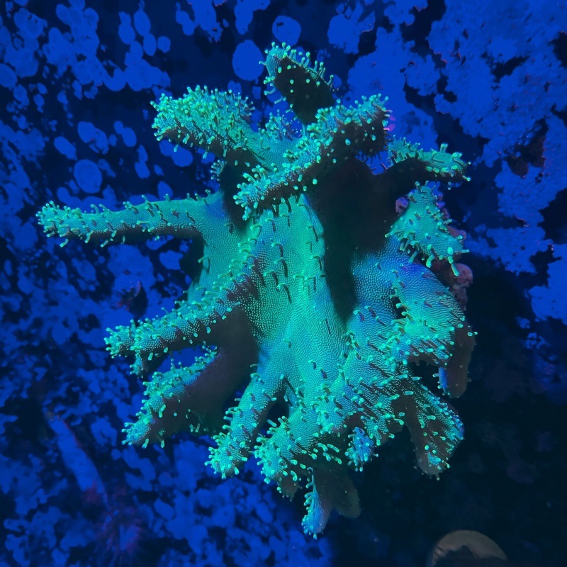 WYSIWYG - Green Lobophytum | Fiji
