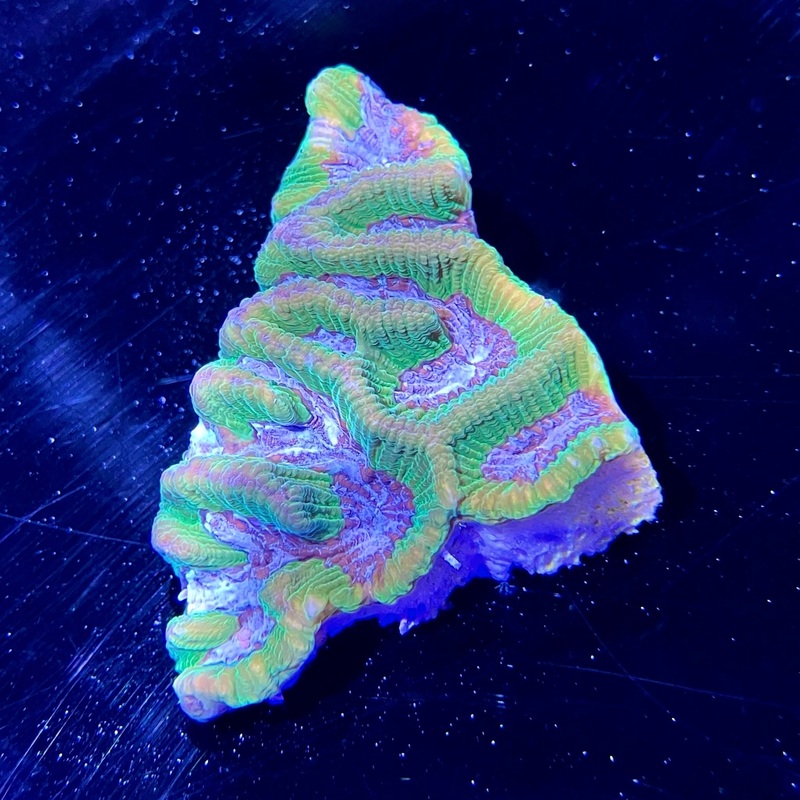 WYSIWYG - Green/Purple Platygyra #1