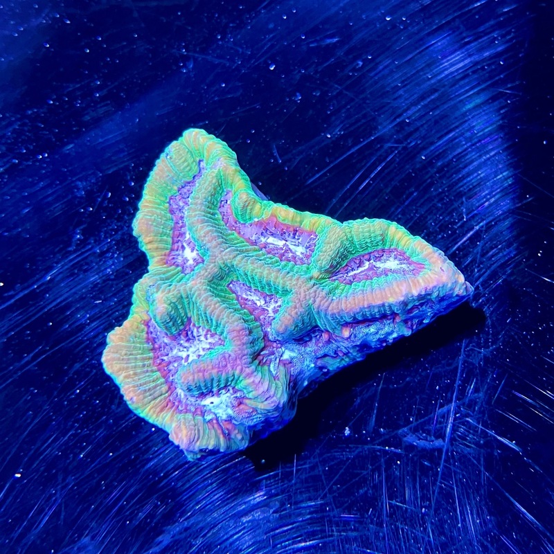 WYSIWYG - Green/Purple Platygyra #2
