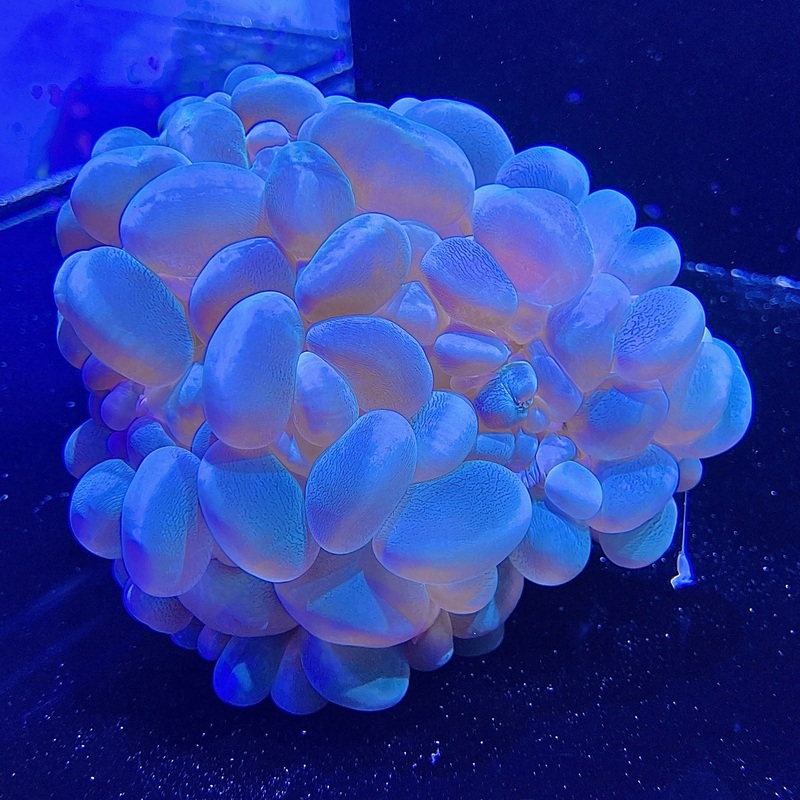 WYSIWYG - Green Stripe Bubble Coral
