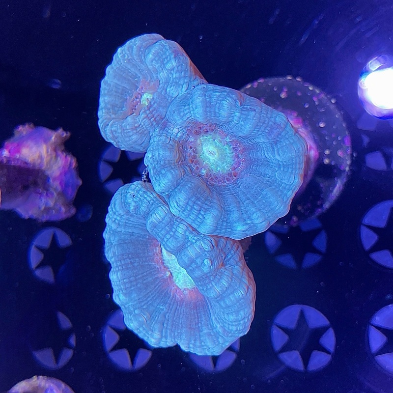 WYSIWYG - Light Green Candy Cane #2