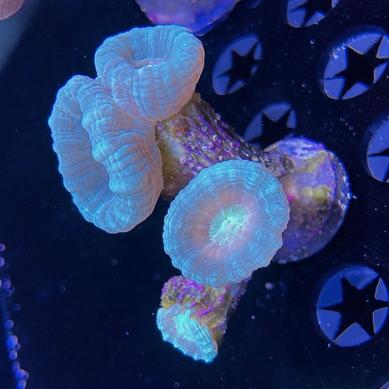 WYSIWYG - Light Green Candy Cane #3