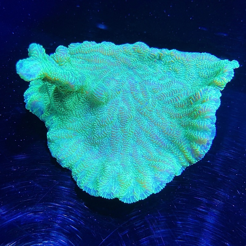 WYSIWYG - Neon Green Merulina #1