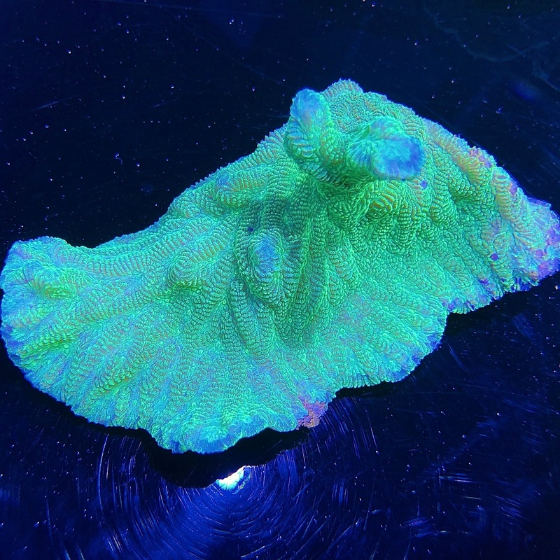 WYSIWYG - Neon Green Merulina #2