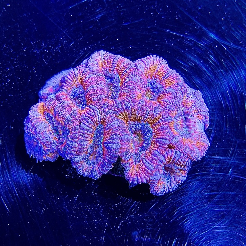 WYSIWYG - Sugar Bomb "Acan"