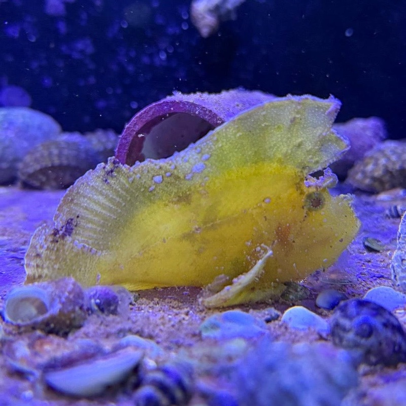 WYSIWYG- Yellow Leaf Scorpion