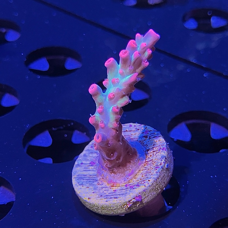ACI Martian Sunrise Acropora