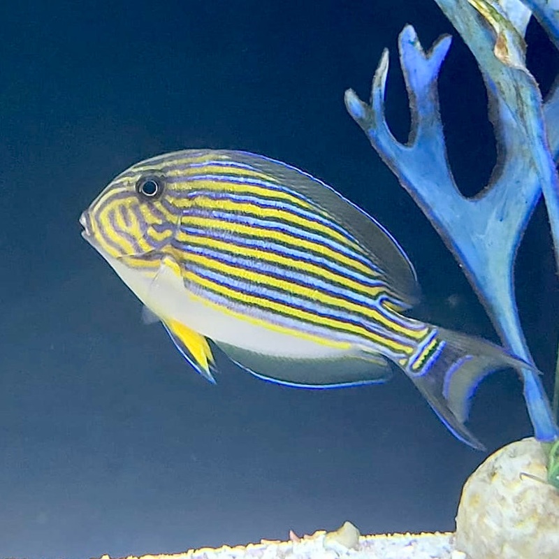 Clown Tang