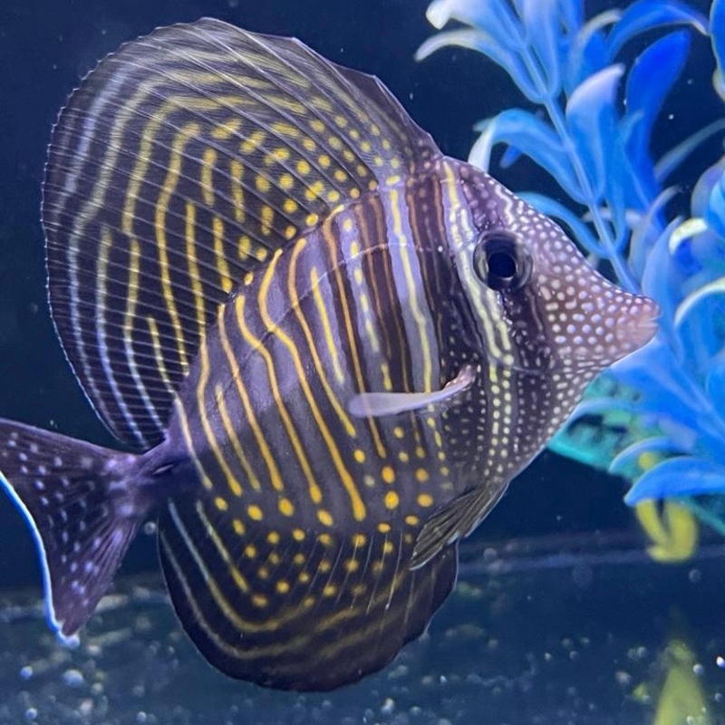 Desjardini Sailfin Tang