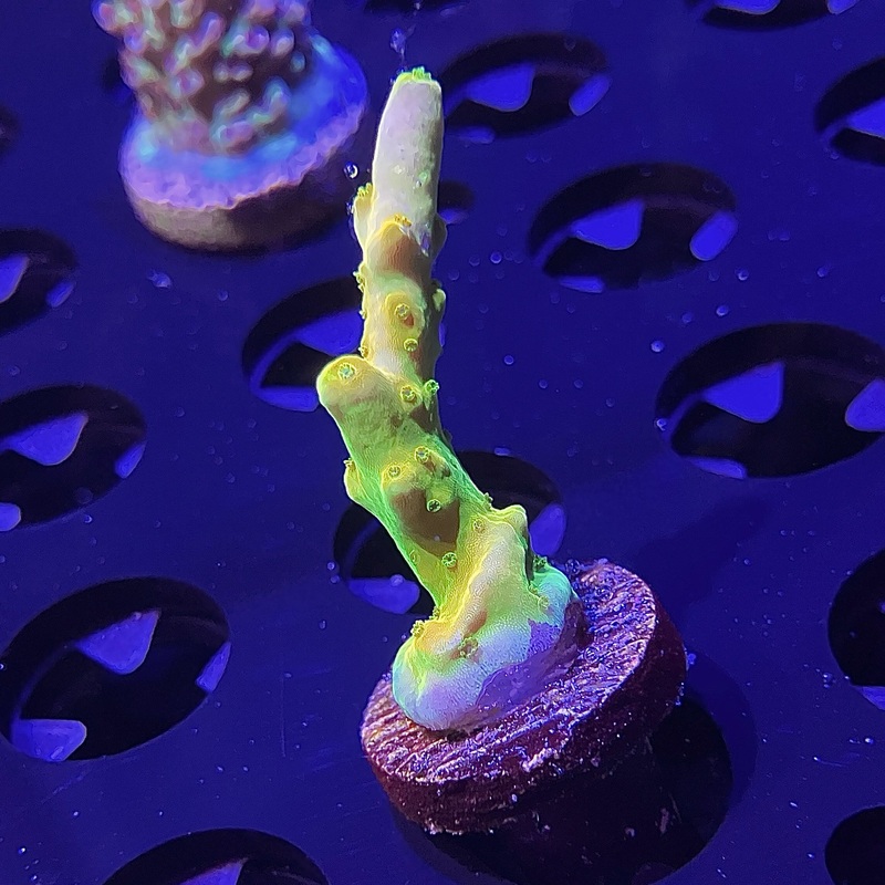 GB Golden Jawdropper Acropora