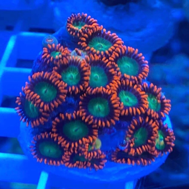Goblins Fire Zoa - Value Size
