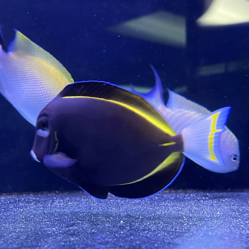 Gold Rim Tang