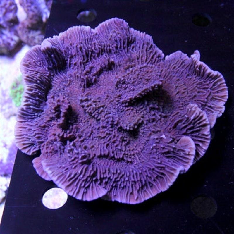 Idaho Grape Montipora