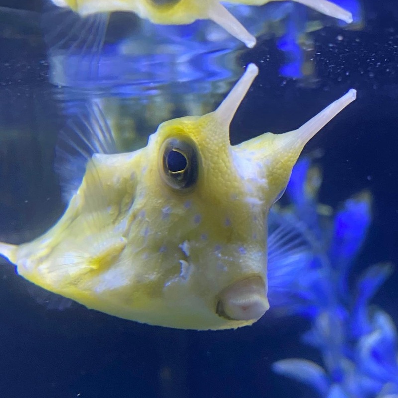 Longhorn Cowfish