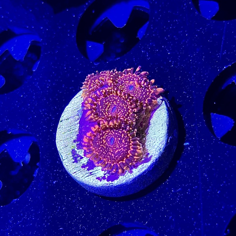 Maul Godz Zoanthid - 2+ Polyp