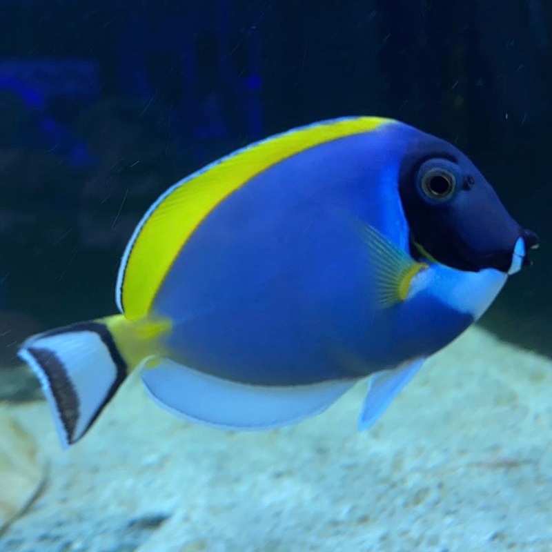 Powder Blue Tang | In-Store Pickup Only