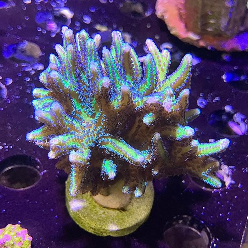Rainbow Birdsnest