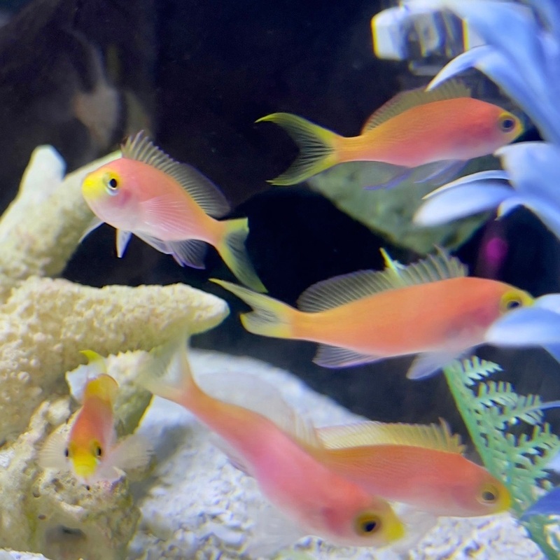 Randall's Anthias | Female/Juvenile - In-Store Pickup Only