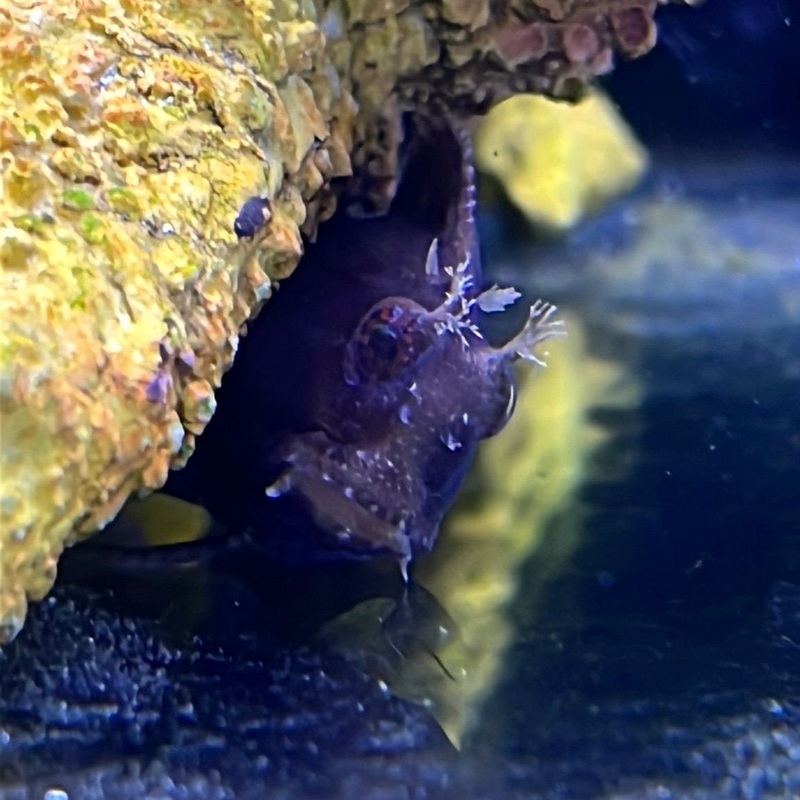 Starry Blenny