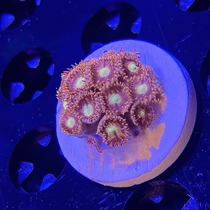 TK Master Blaster Zoanthid