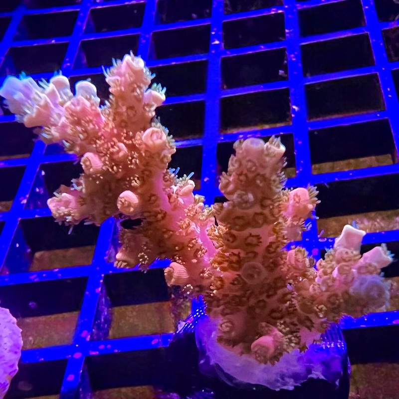 TSA Bill Murray Acropora