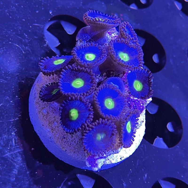 WWC AOI Zoanthid