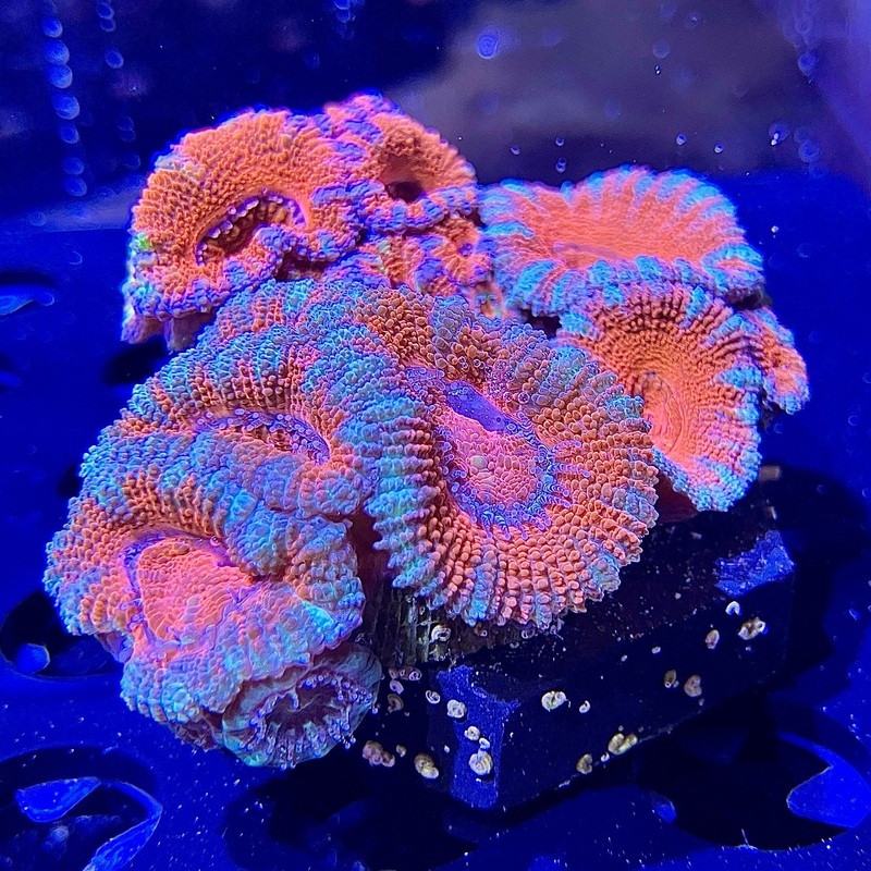 WYSIWYG - Acan Combo