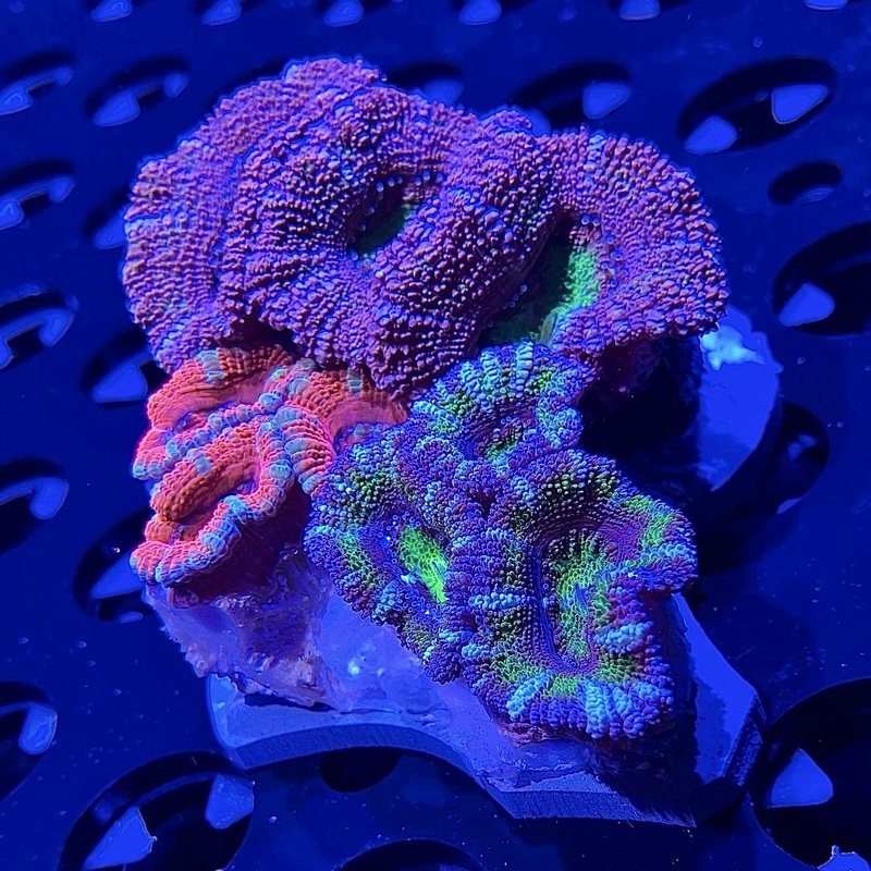 WYSIWYG - "Acan" Combo #3