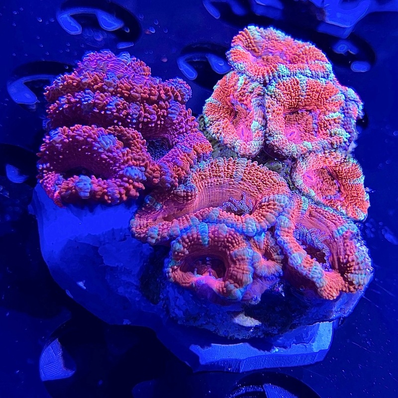WYSIWYG - "Acan" Combo #4