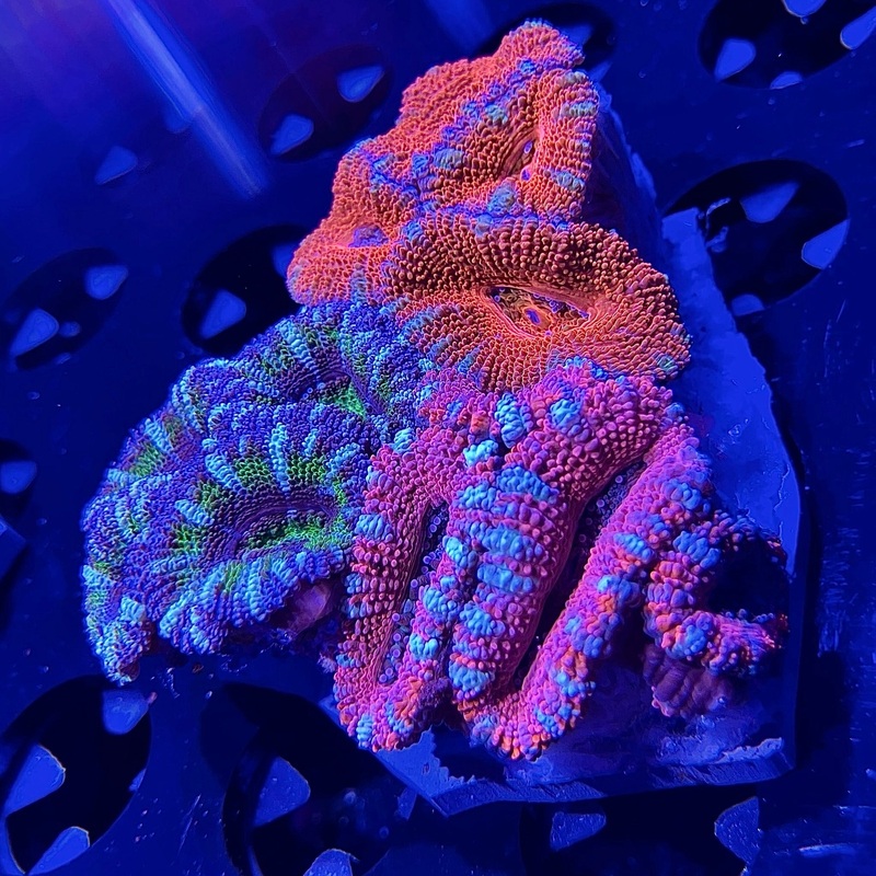 WYSIWYG - "Acan" Combo #5