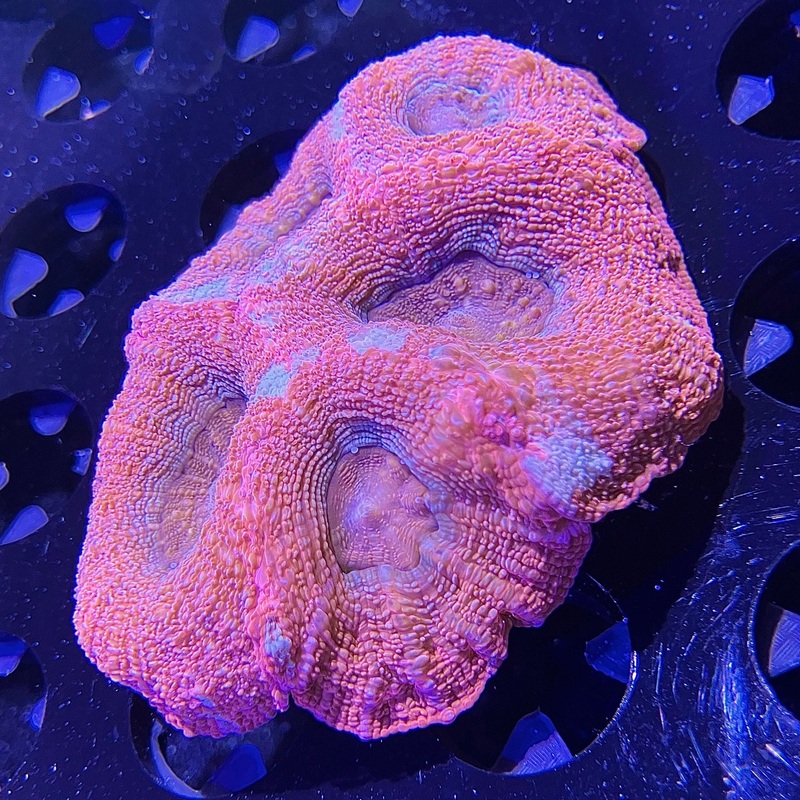 WYSIWYG - Acanthastrea Bowerbankii