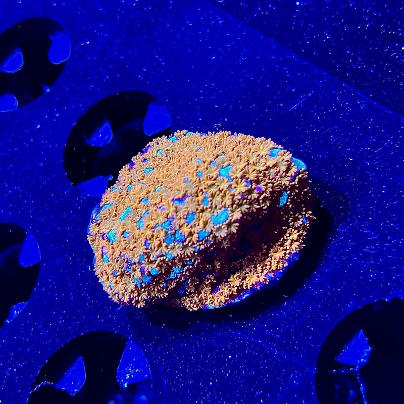 WYSIWYG - ACI Aquaman Monti