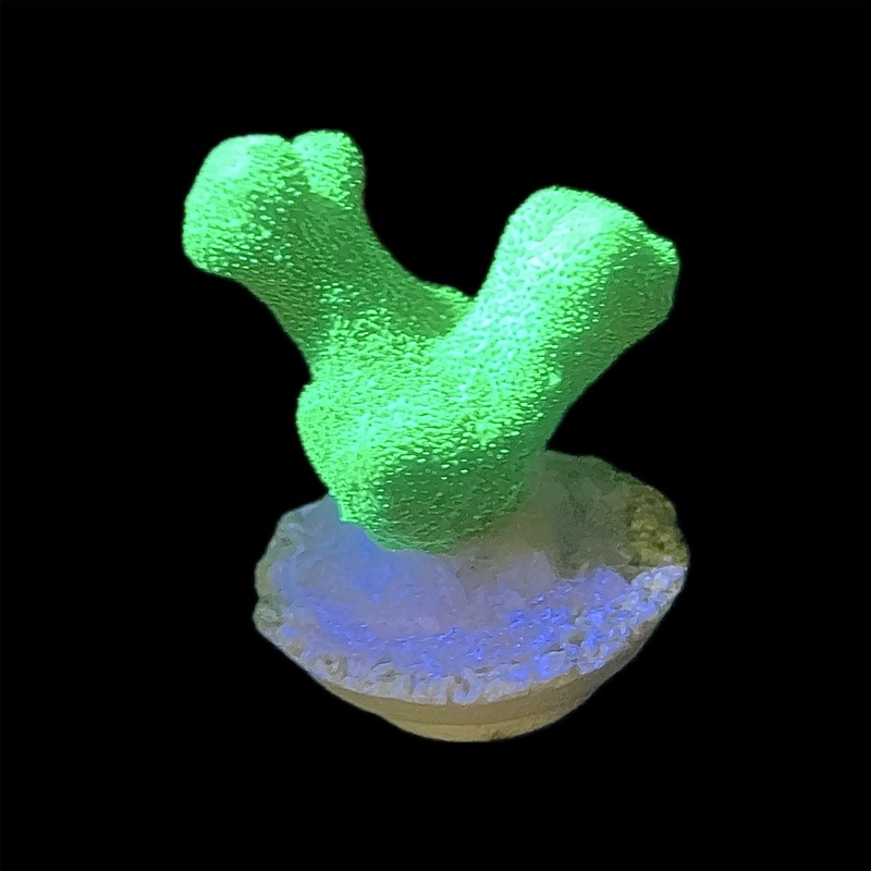 WYSIWYG - ACI Toxic Green Electric Mucus Branch Psammacora