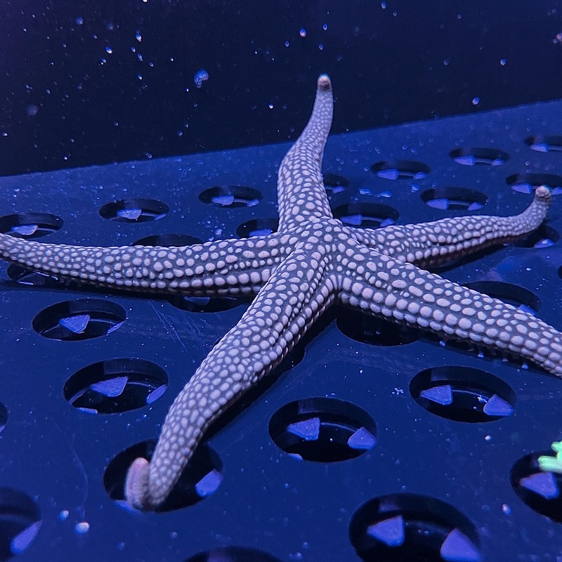 WYSIWYG - Assorted Green Starfish