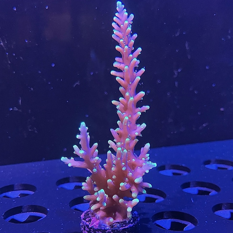 WYSIWYG - Aussie Delicate