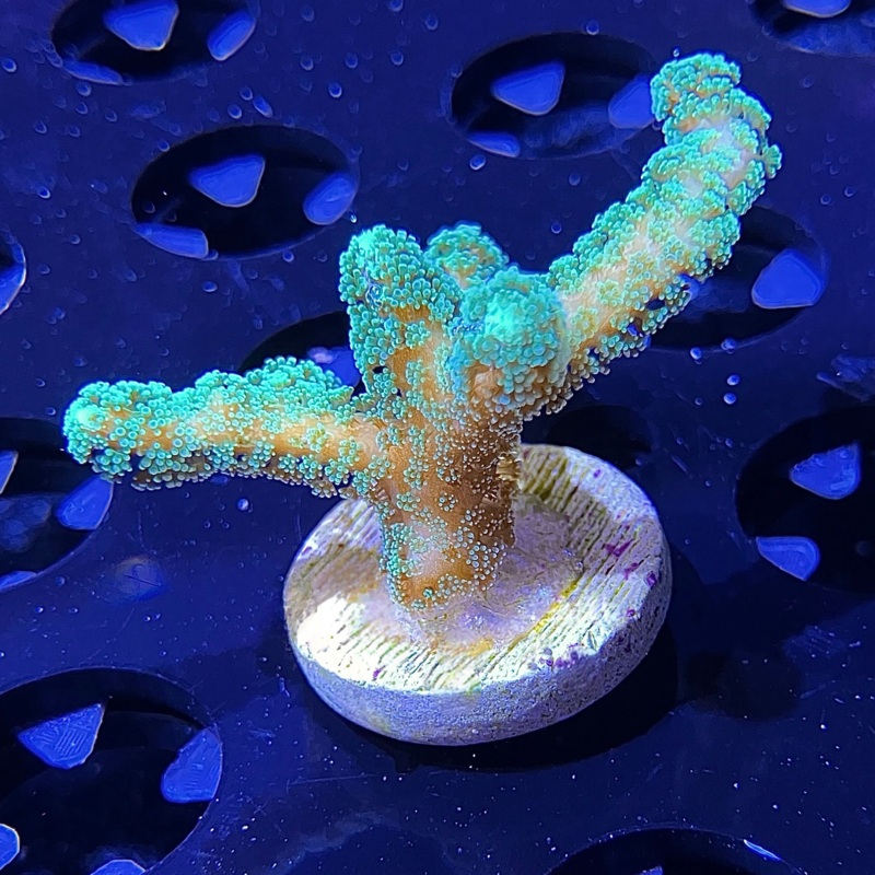 WYSIWYG - Birdsnest | Value Size
