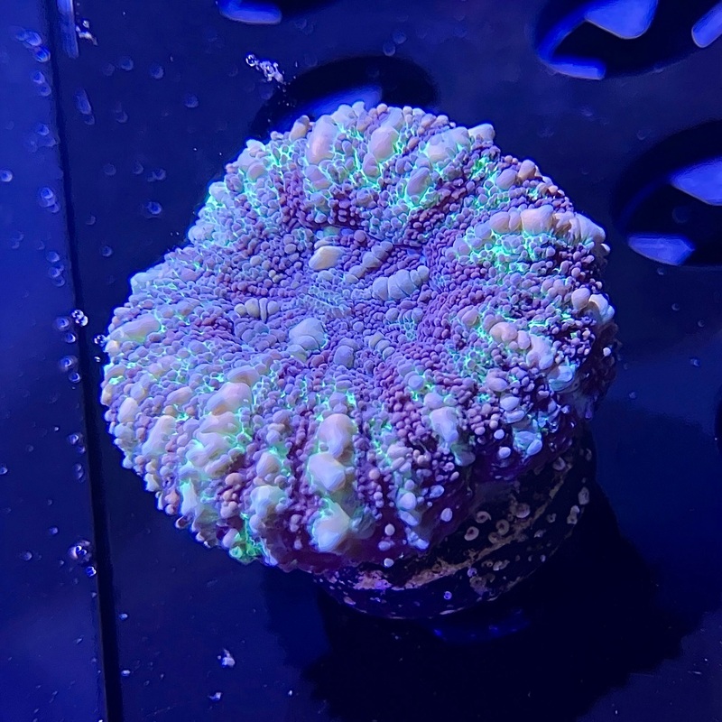 WYSIWYG - Blue & Green Button Scoly