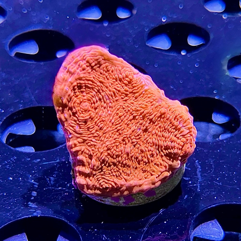 WYSIWYG - BRA Brick Red Chalice